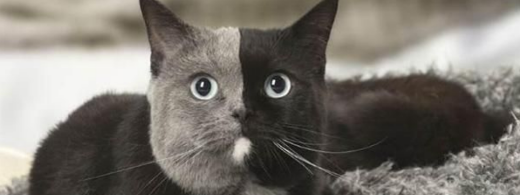 O que é um gato quimera